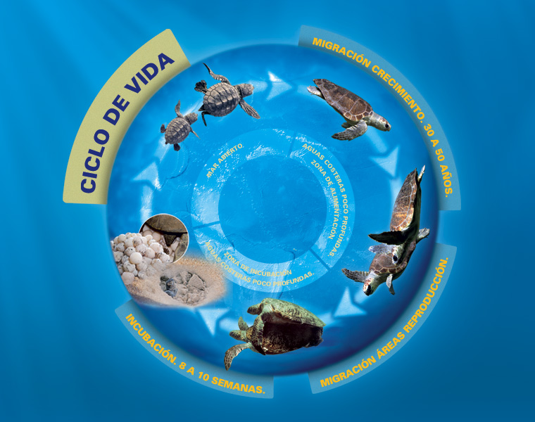 Detalle Infografías Tortugas L'Oceanogràfic