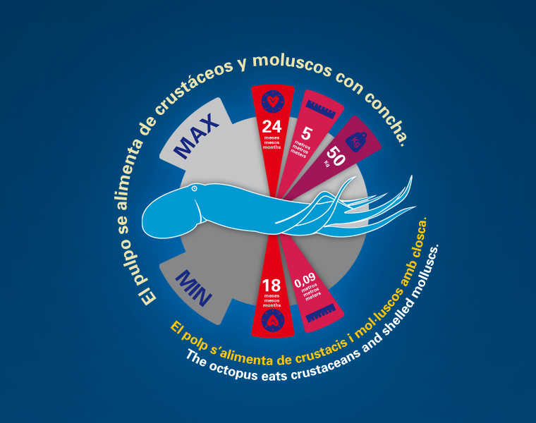 Detalle Infografía Cefalópodos L'Oceanogràfic