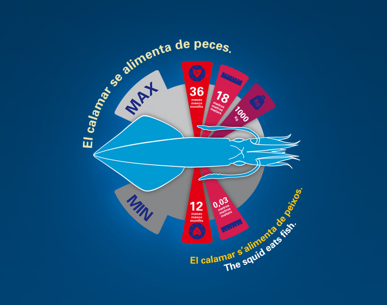 Detalle Infografía Cefalópodos L'Oceanogràfic