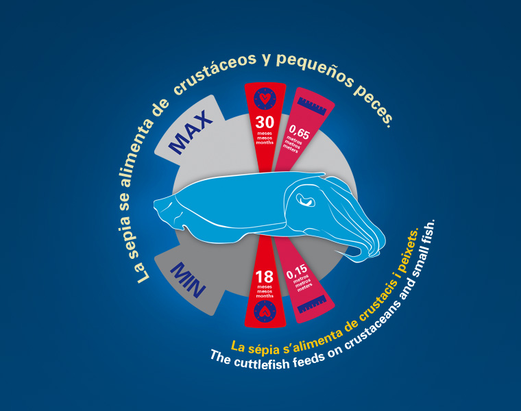 Detalle Infografía Cefalópodos L'Oceanogràfic