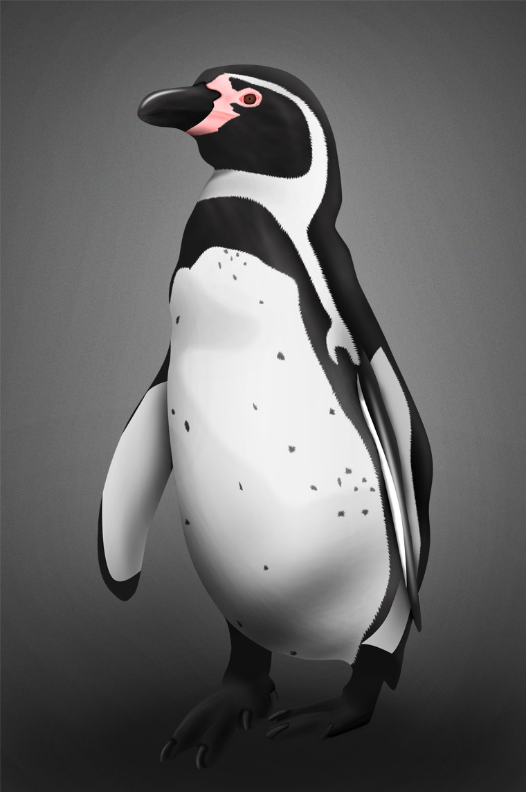 Pingüino Humboldt. L'Oceanogràfic.
