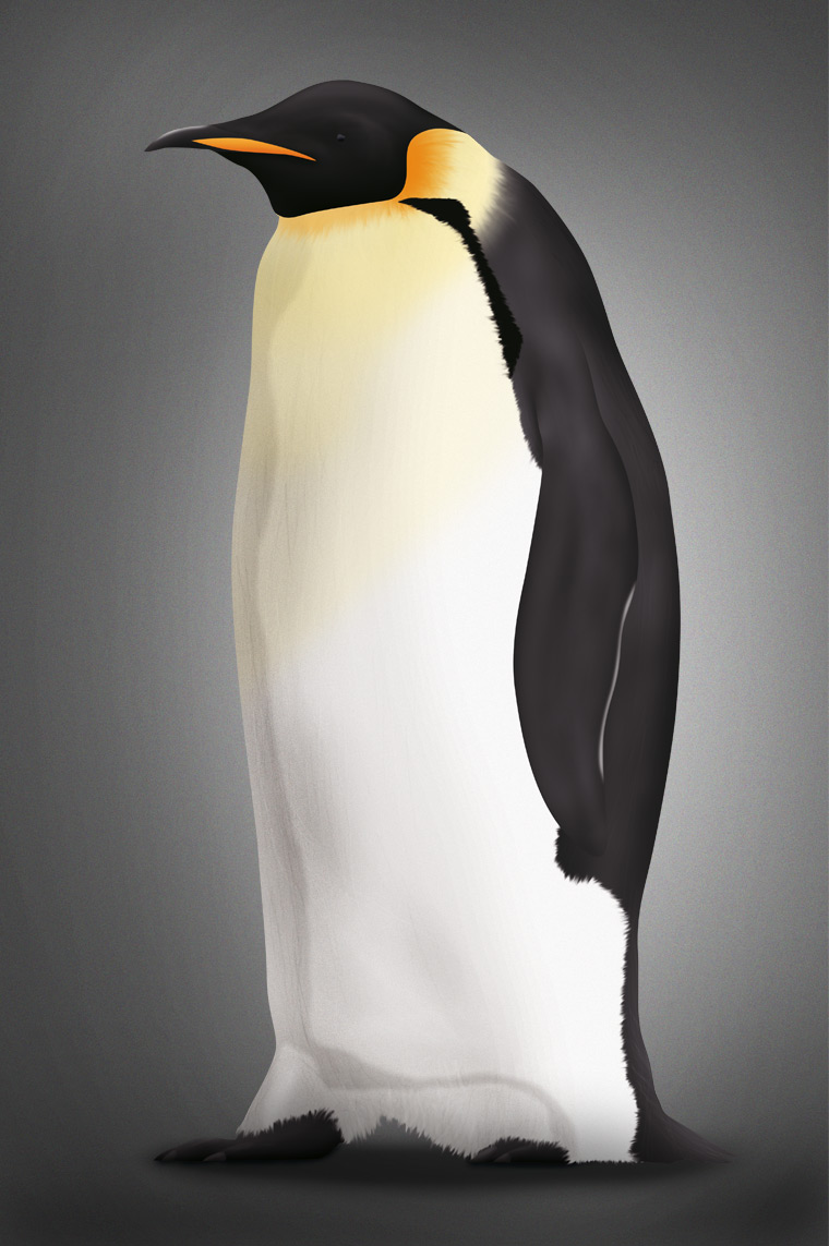 Ilustración Pingüino Emperador